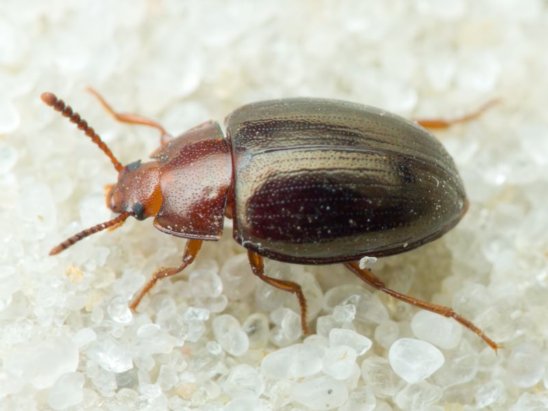 Scaphidema metallicum (Fabricius, 1792)